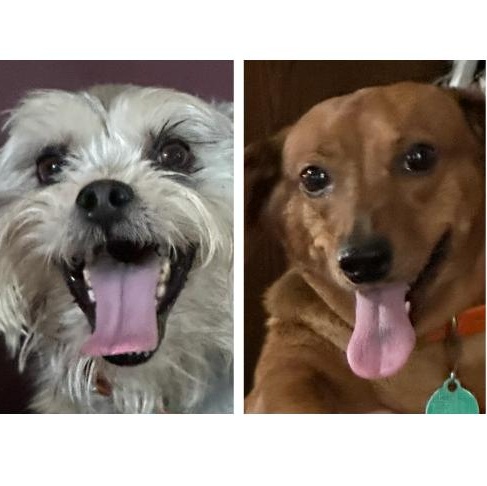 Enlarge Ginger + Noah, a Adoptable Dachshund in Woburn, MA image 1/6
