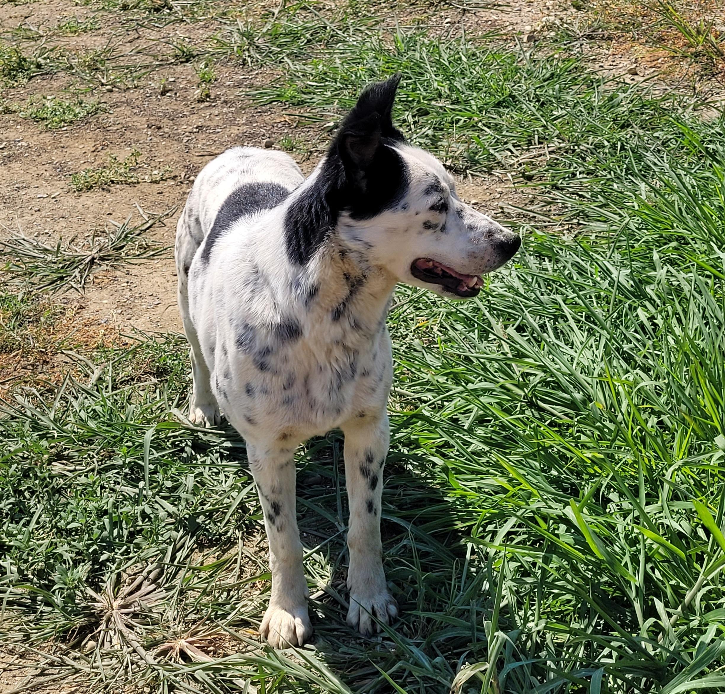 Enlarge Pongo, a ADOPTABLE mixed breed in Lacombe, AB image 5/6