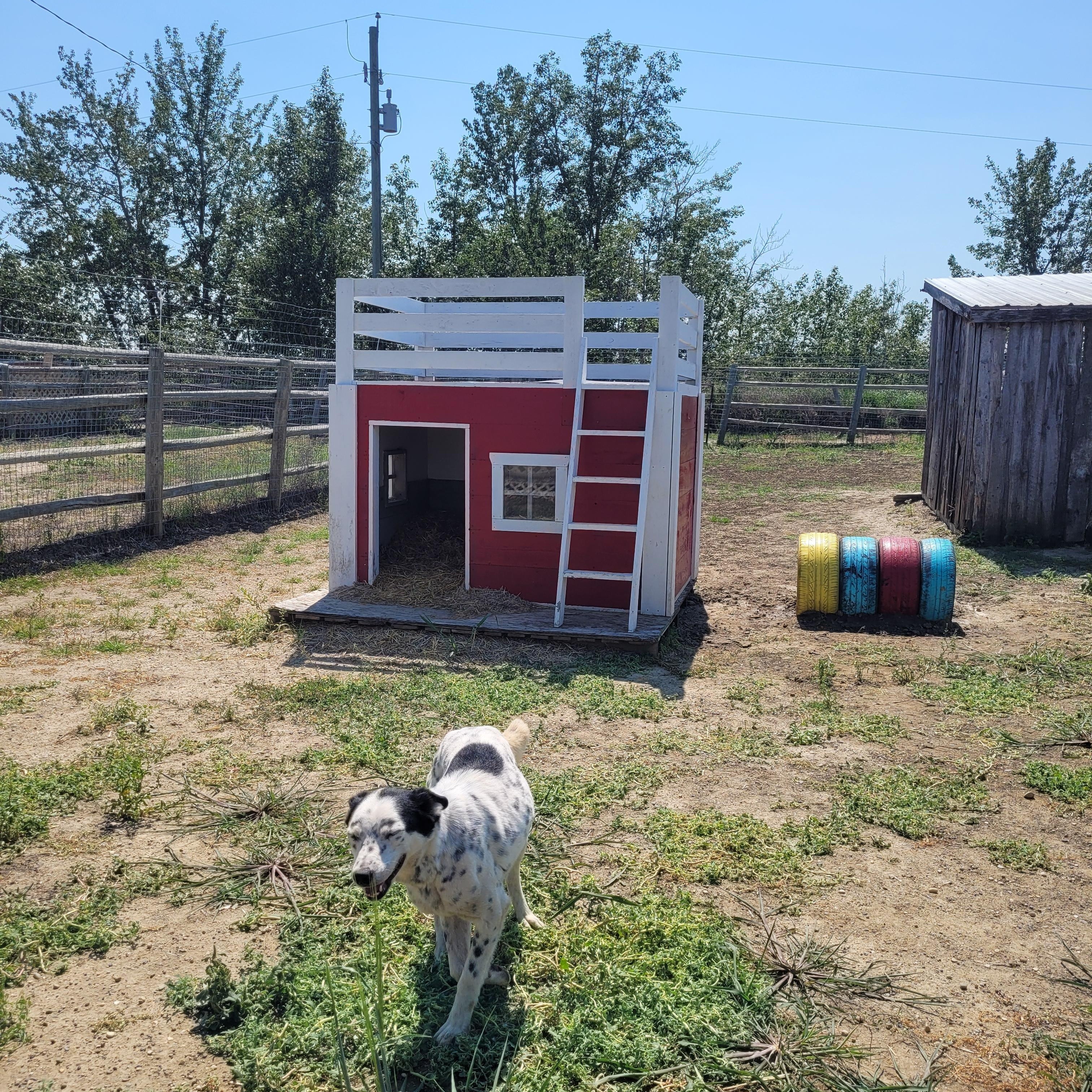 Enlarge Pongo, a ADOPTABLE mixed breed in Lacombe, AB image 3/6