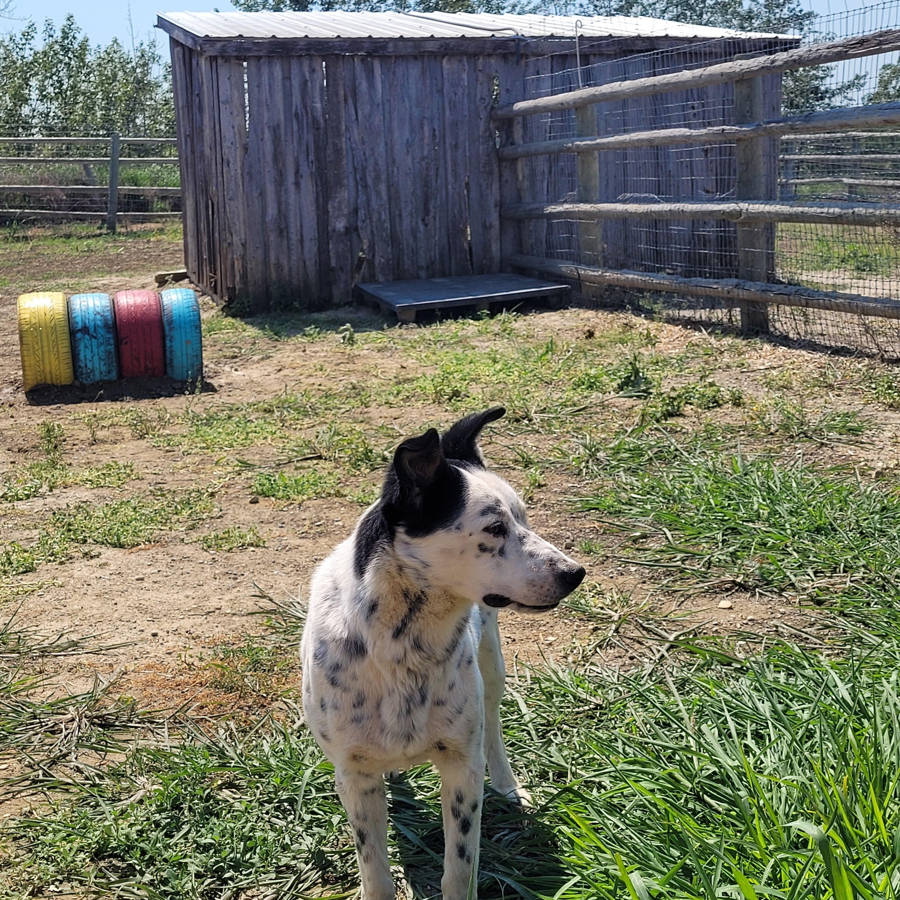 Enlarge Pongo, a ADOPTABLE mixed breed in Lacombe, AB image 6/6