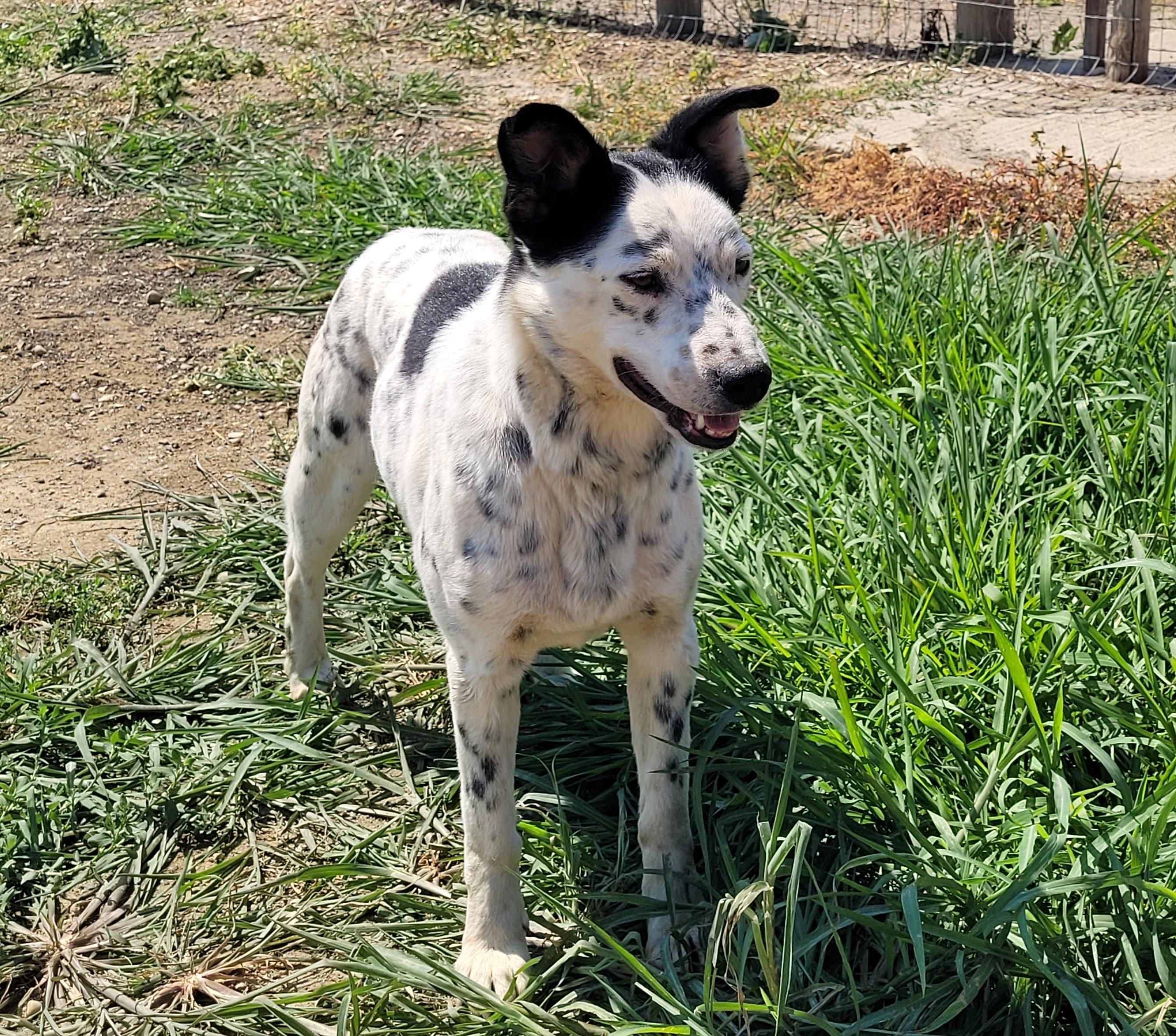 Pongo, ADOPTABLE, Adult Male Australian Cattle Dog / Blue Heeler.