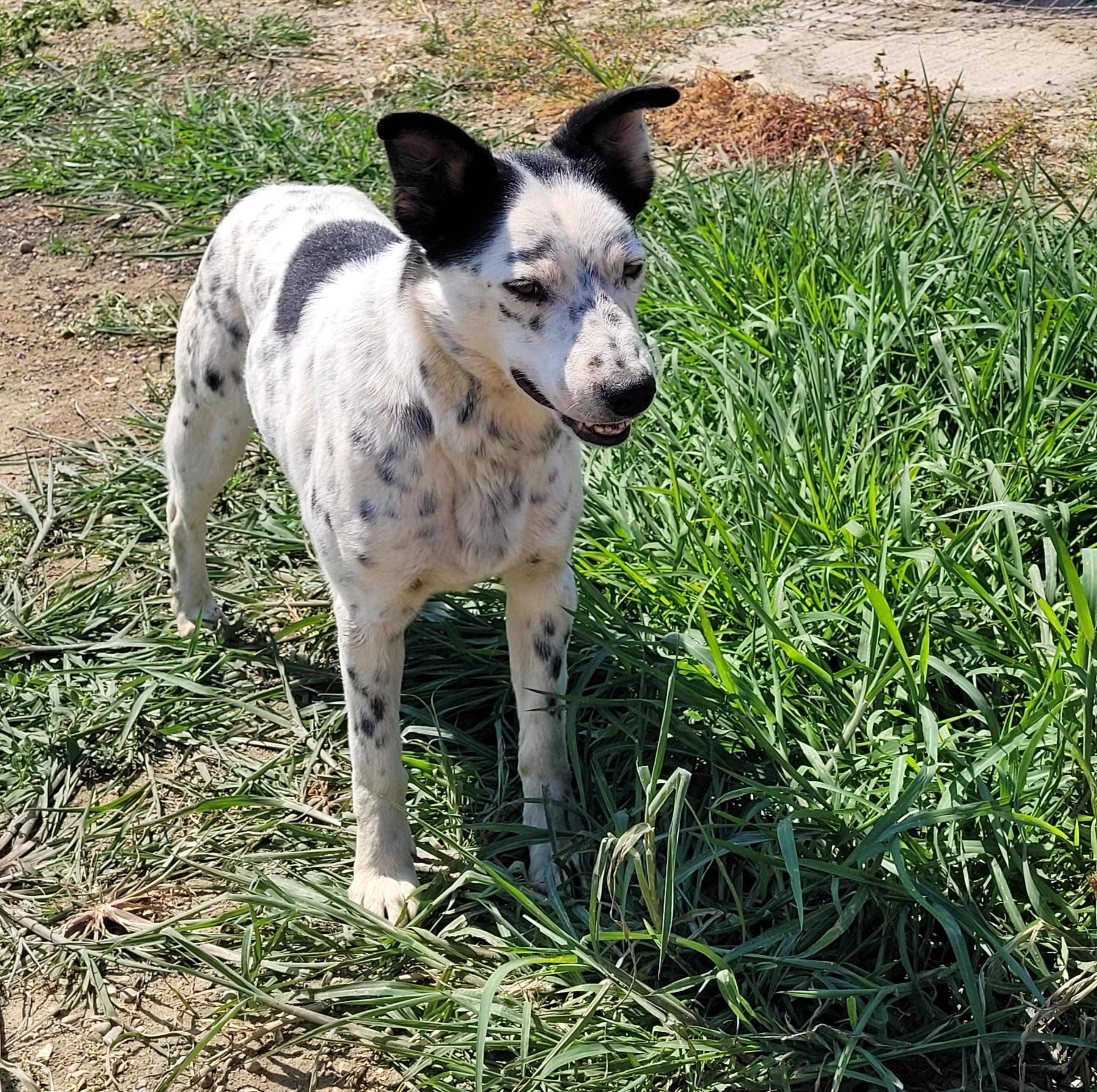 Enlarge Pongo, a ADOPTABLE mixed breed in Lacombe, AB image 4/6