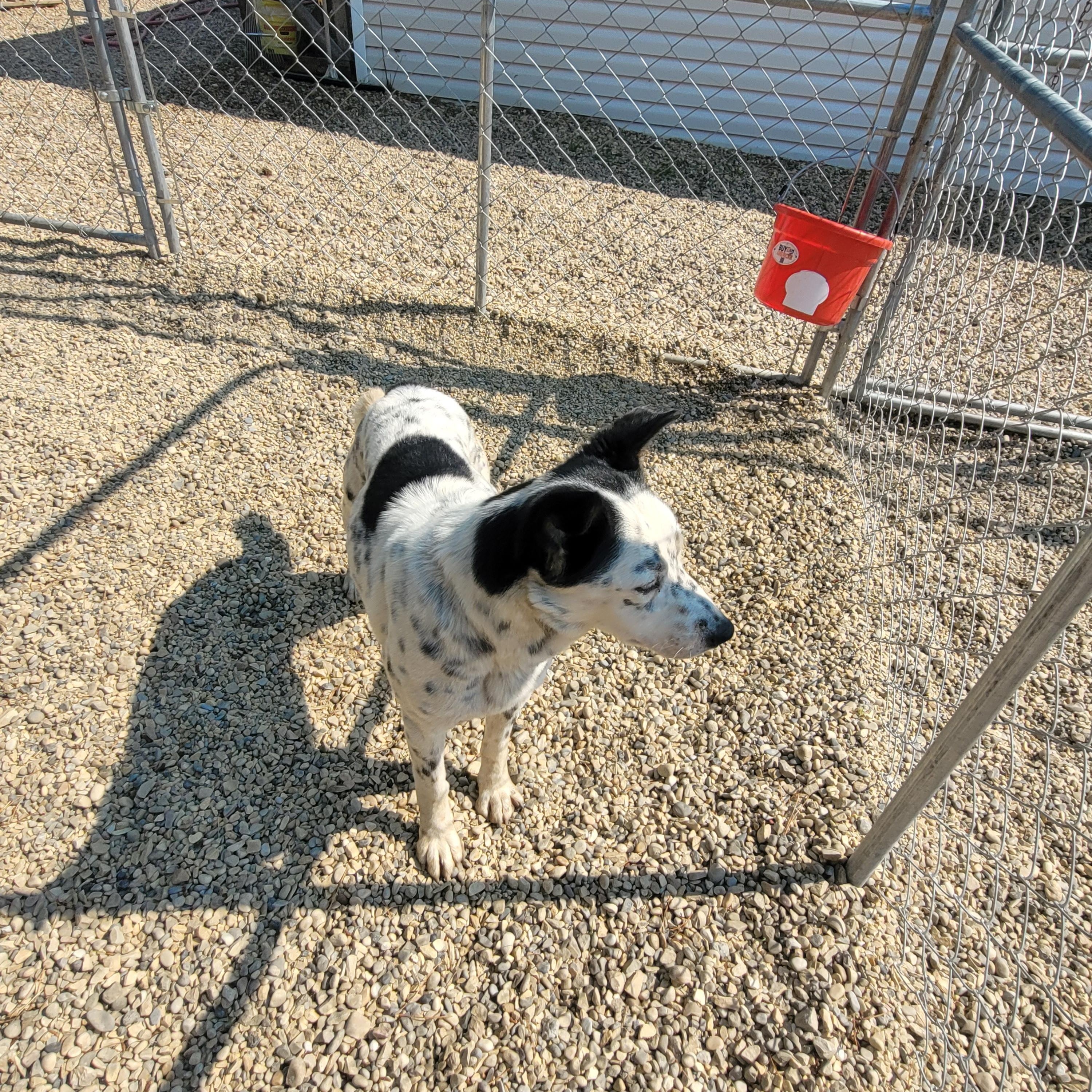 Enlarge Pongo, a ADOPTABLE mixed breed in Lacombe, AB image 2/6