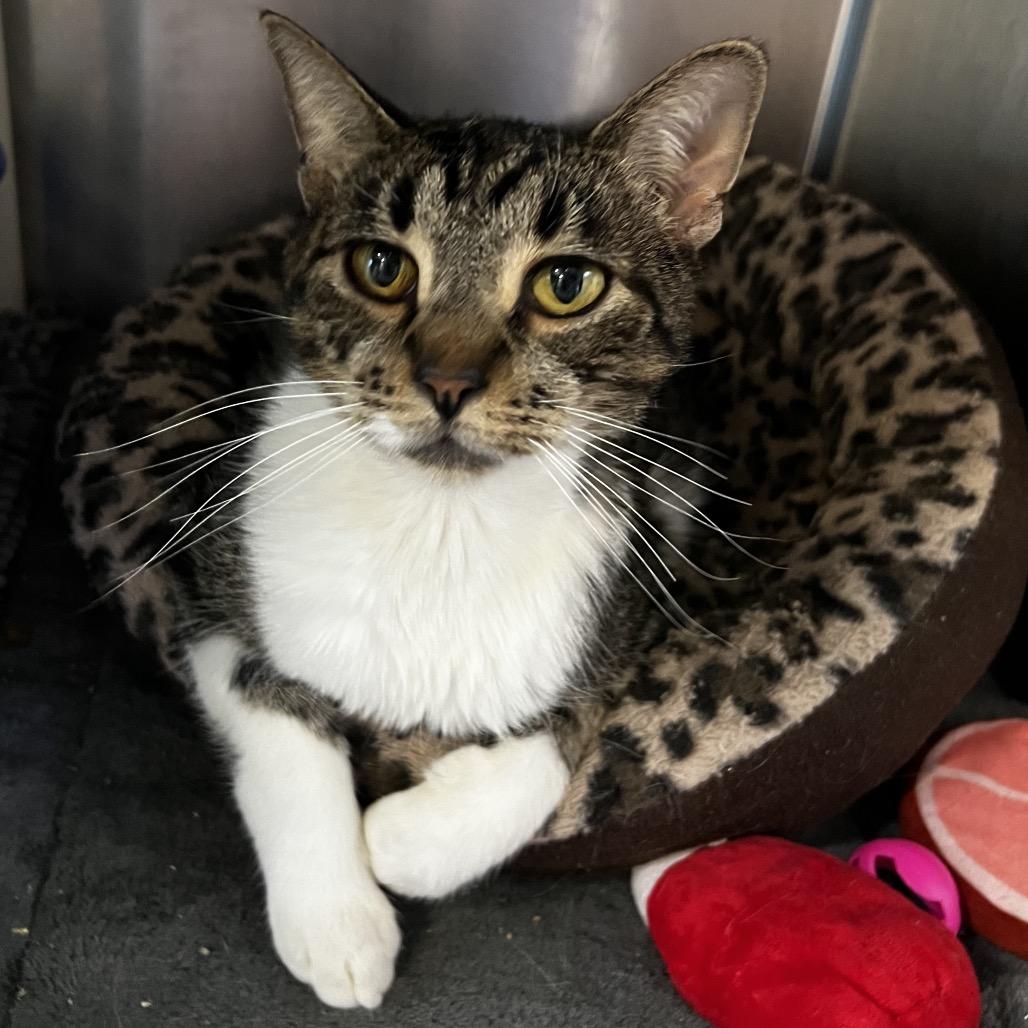 Remington, Adoptable, Adult Male Domestic Short Hair.