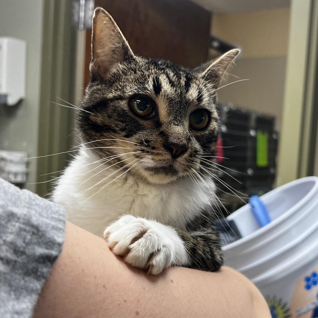 Remington, a Adoptable Domestic Short Hair in Mankato, MN image 2/3