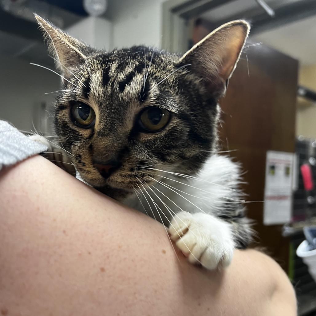 Remington, a Adoptable Domestic Short Hair in Mankato, MN image 3/3