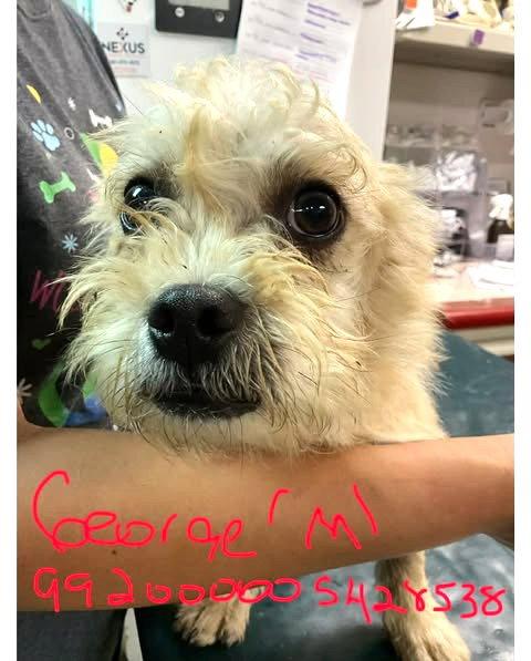Enlarge George JB in RI, a Adoptable Dandie Dinmont Terrier in Warwick, RI image 1/3
