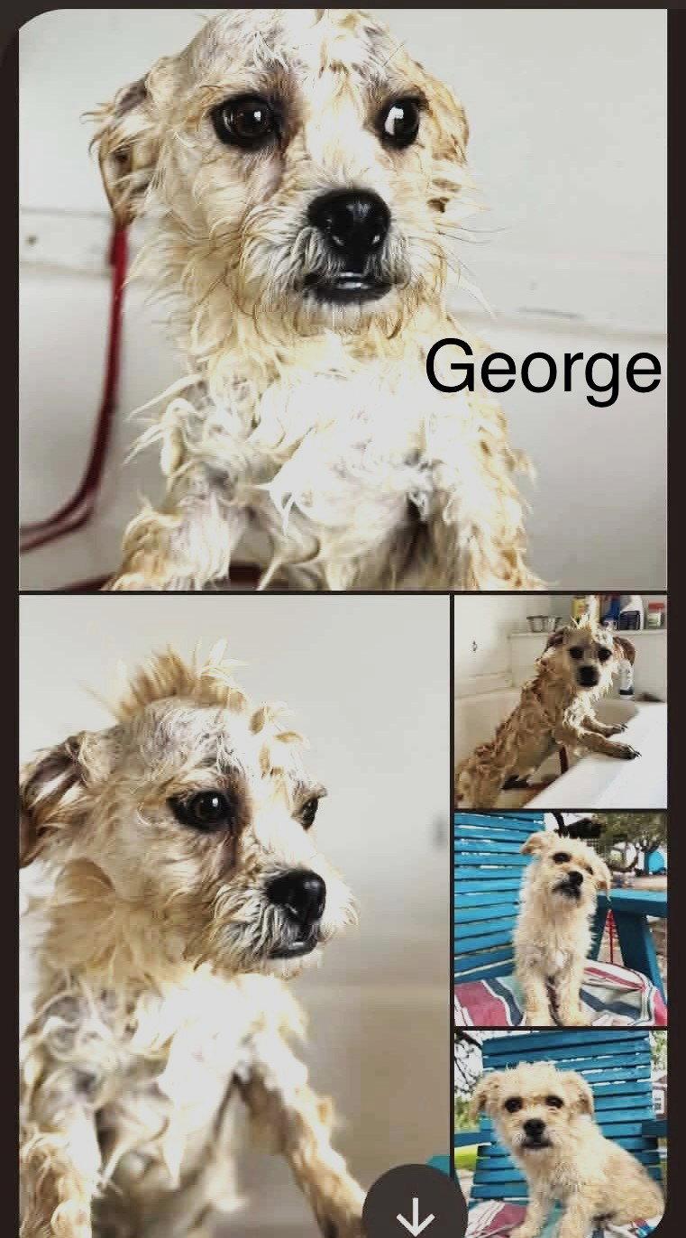 Enlarge George JB in RI, a Adoptable Dandie Dinmont Terrier in Warwick, RI image 3/3