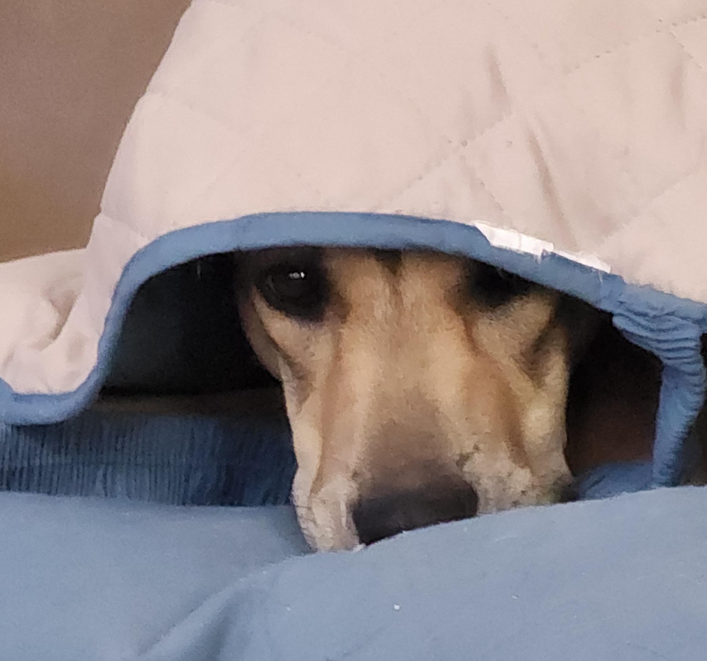 Enlarge Luke, a Adoptable mixed breed in Wimberley, TX image 5/6