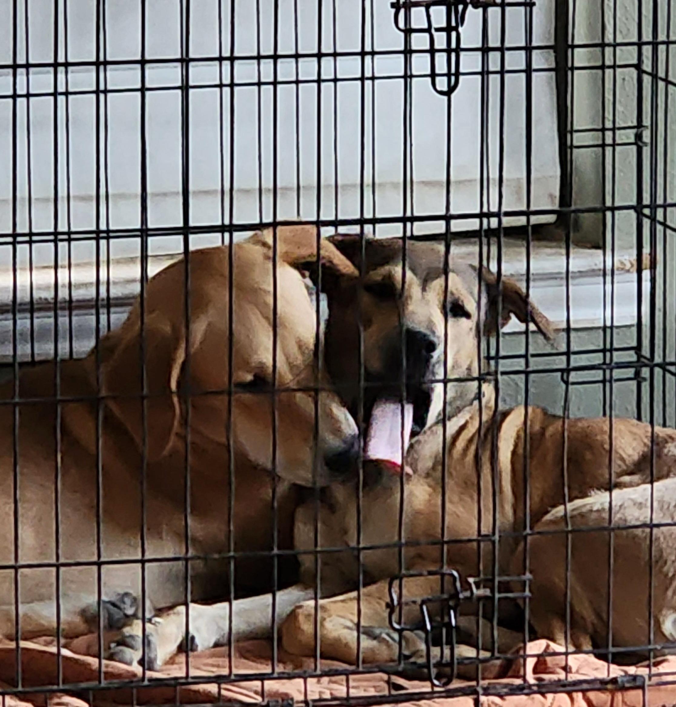 Enlarge Luke, a Adoptable mixed breed in Wimberley, TX image 6/6