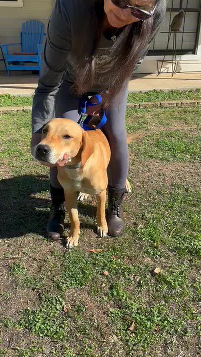 Enlarge Luke, a Adoptable mixed breed in Wimberley, TX video 4/6