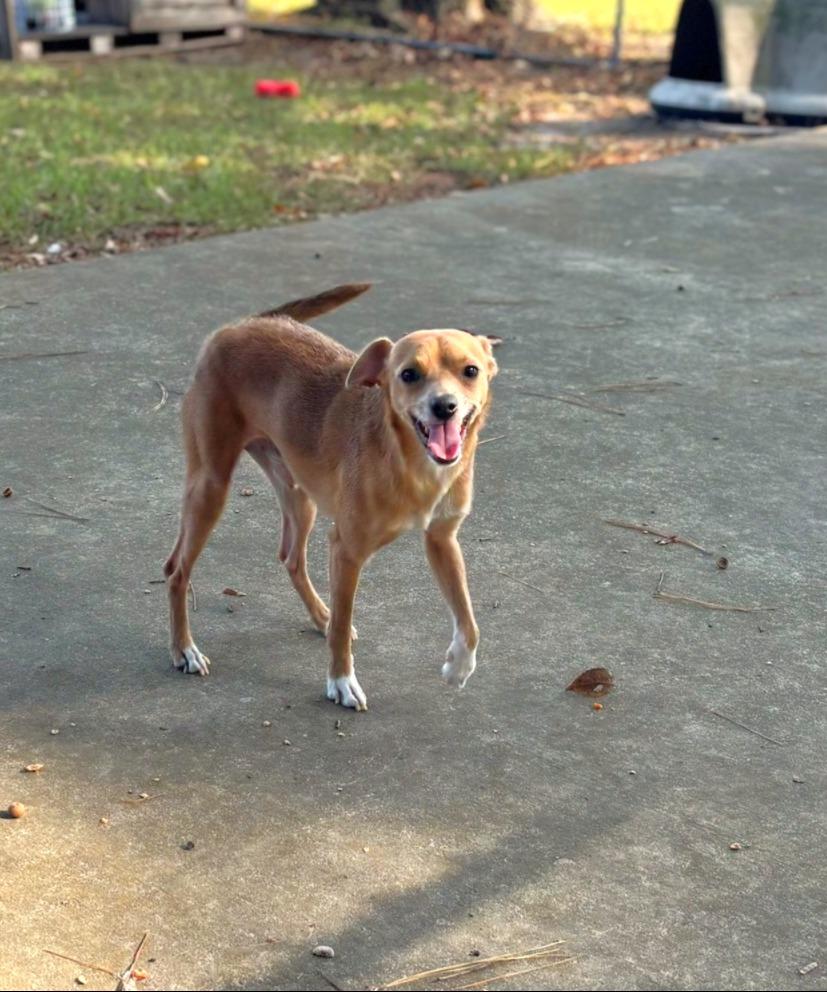Enlarge Trouble, a Adoptable Chihuahua in Lufkin, TX image 1/2