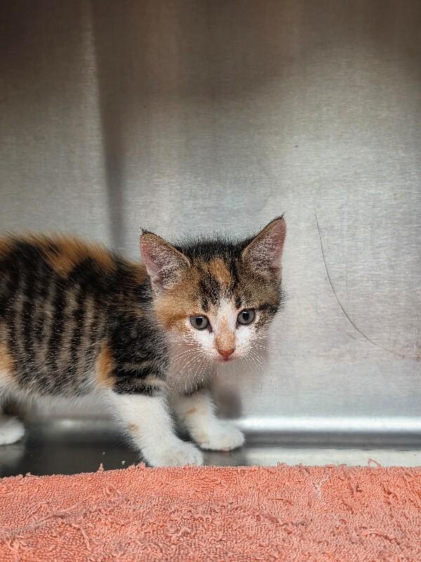 Enlarge Tinkerbell, a Adoptable Domestic Short Hair in Bluffton, IN image 1/1