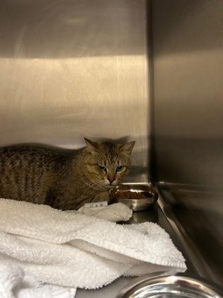 Odin, Adult Male Domestic Short Hair