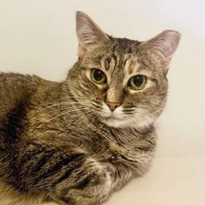 Edith Anne, a Adoptable mixed breed in Atlanta, GA image 1/3