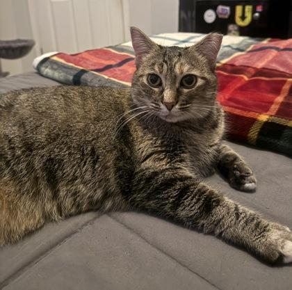 Edith Anne, a Adoptable mixed breed in Atlanta, GA image 1/2