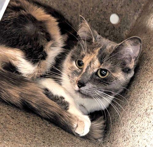 GEMMA, Adoptable, Adult Female Domestic Short Hair & Domestic Short Hair.