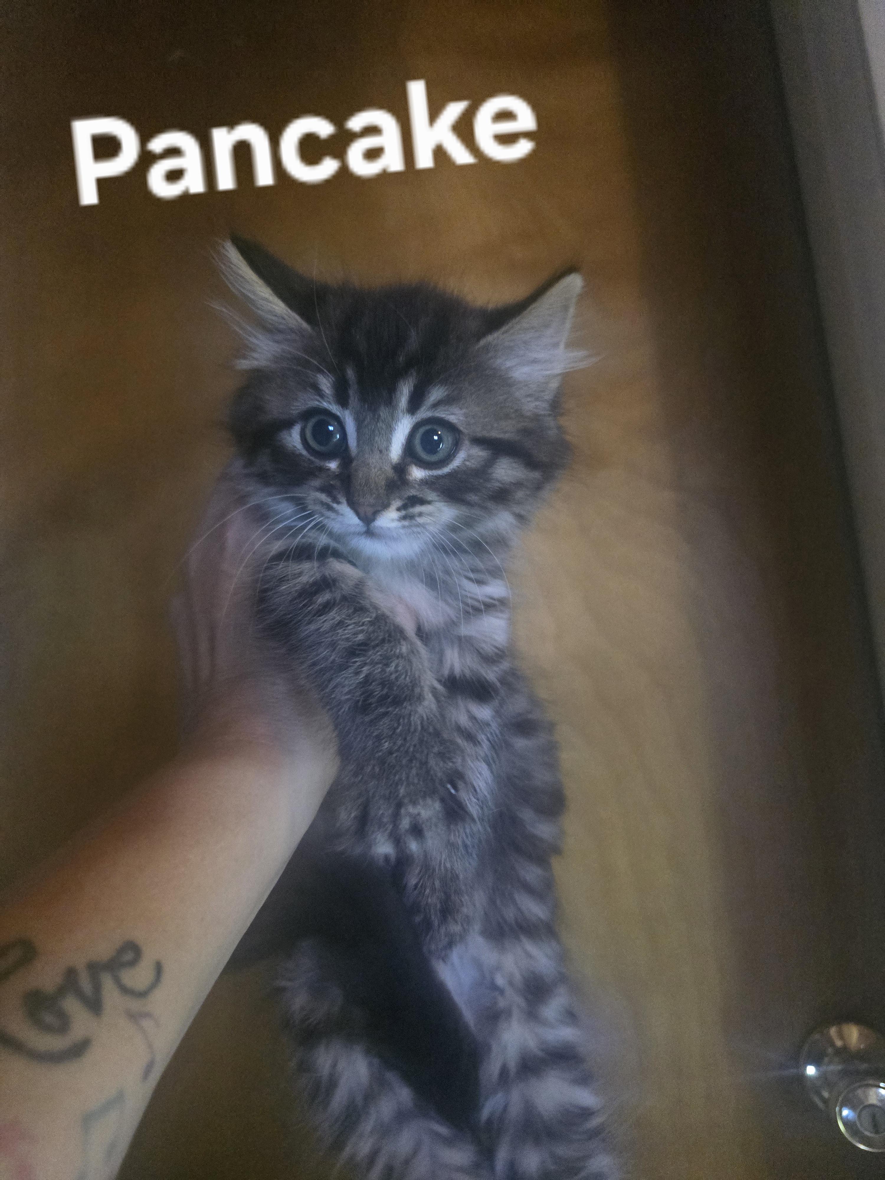 Enlarge Pancake, a Adoptable Domestic Medium Hair in Gardnerville, NV image 1/1