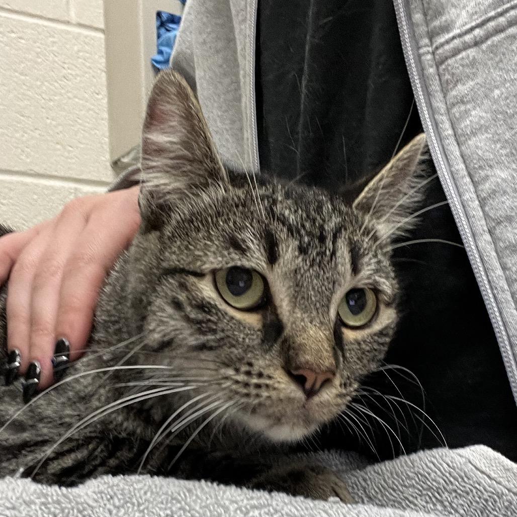 Enlarge QT, a Adoptable Domestic Short Hair in Murray, UT image 1/1