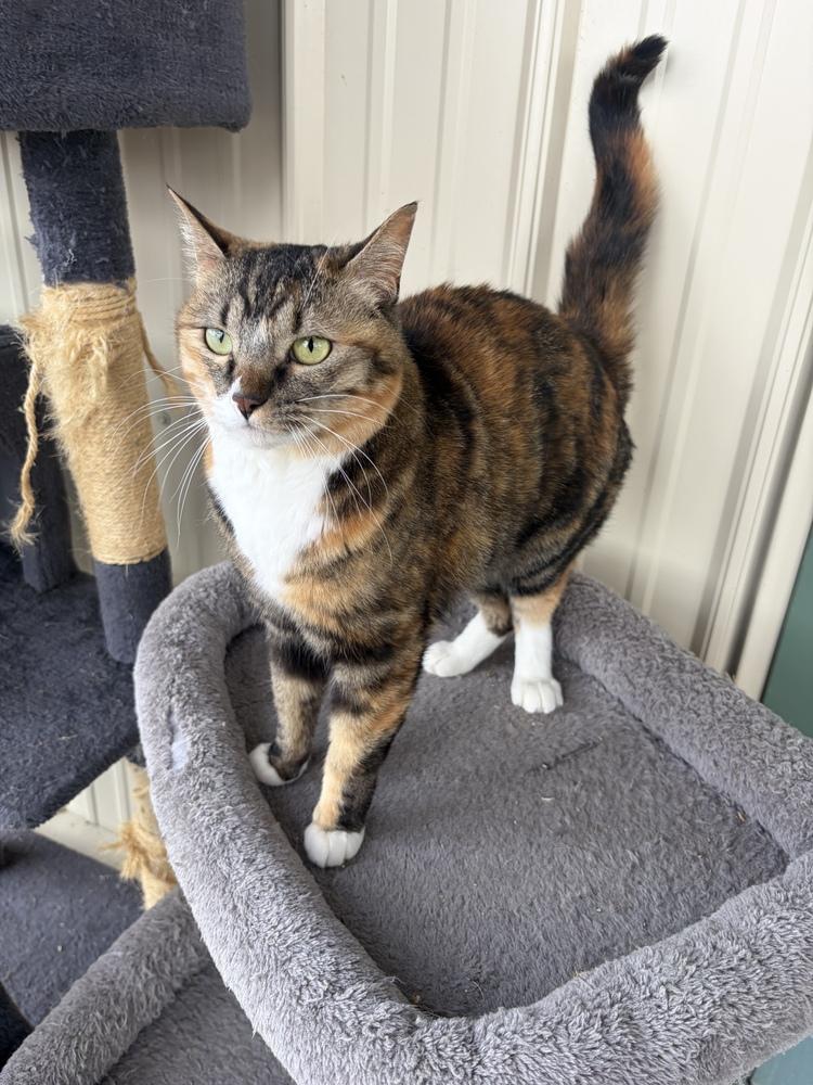 Gizmo, Adoptable, Adult Female Domestic Short Hair.