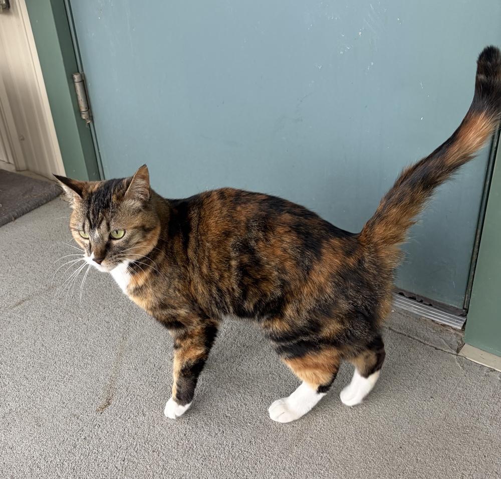 Enlarge Gizmo, a Adoptable mixed breed in Challis, ID image 4/5
