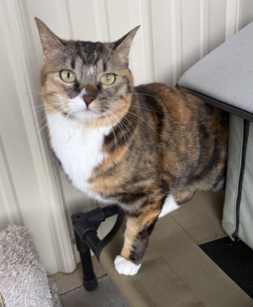 Enlarge Gizmo, a Adoptable mixed breed in Challis, ID image 5/5
