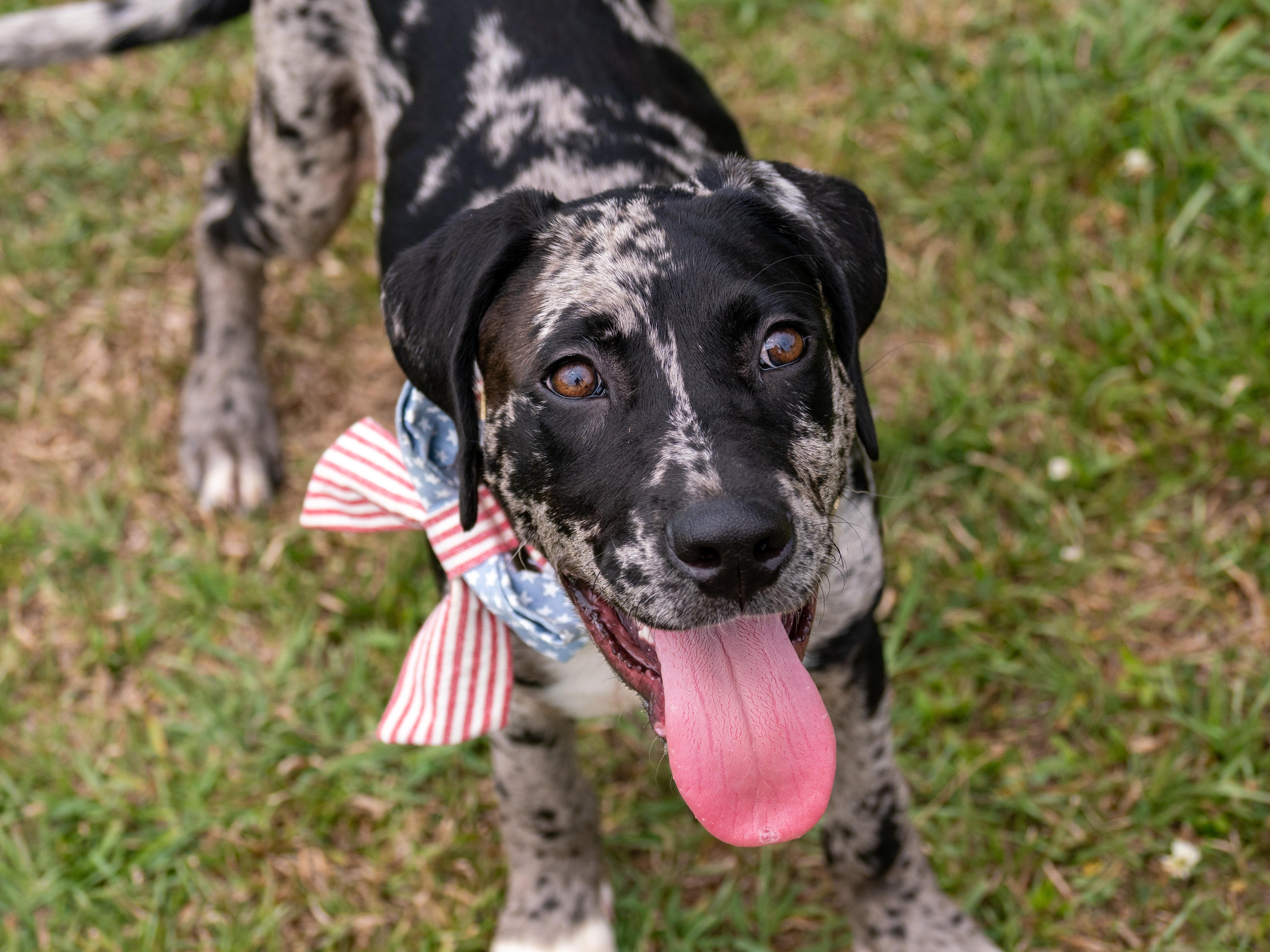 Enlarge Crayola, an adopted Mixed Breed in Myrtle Beach, SC image 2/3