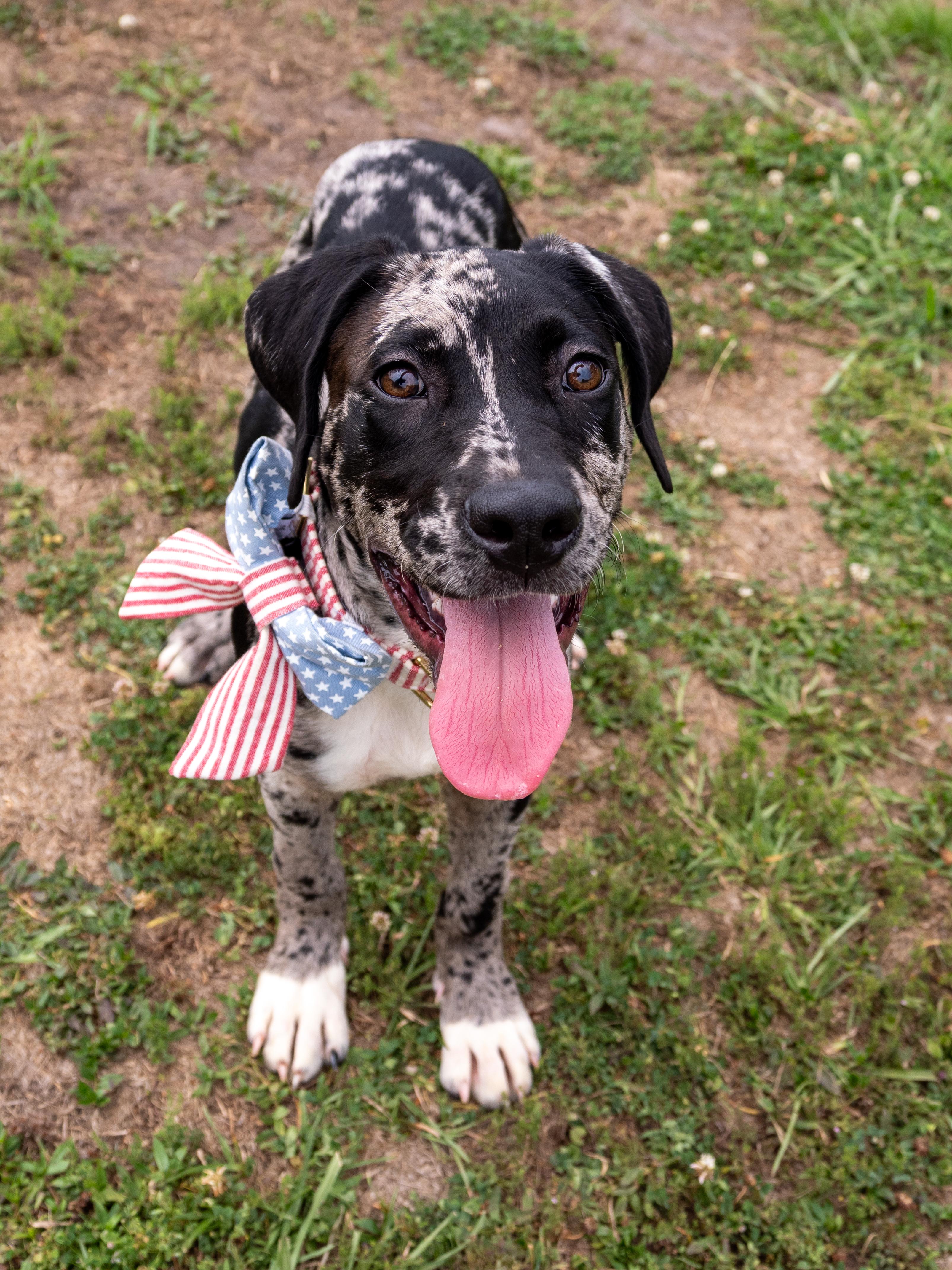 Enlarge Crayola, an adopted Mixed Breed in Myrtle Beach, SC image 3/3