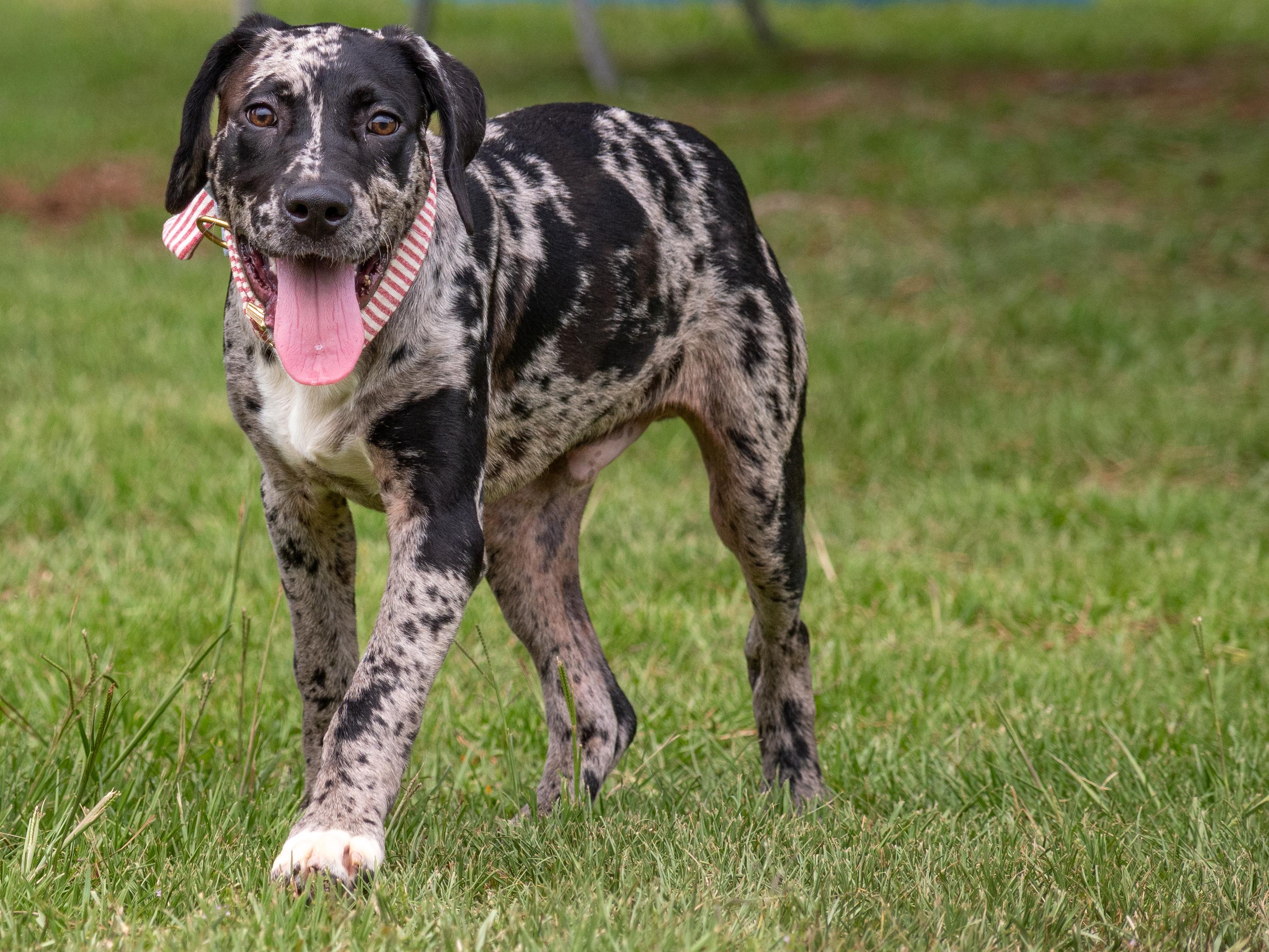 Enlarge Crayola, an adopted Mixed Breed in Myrtle Beach, SC image 1/3