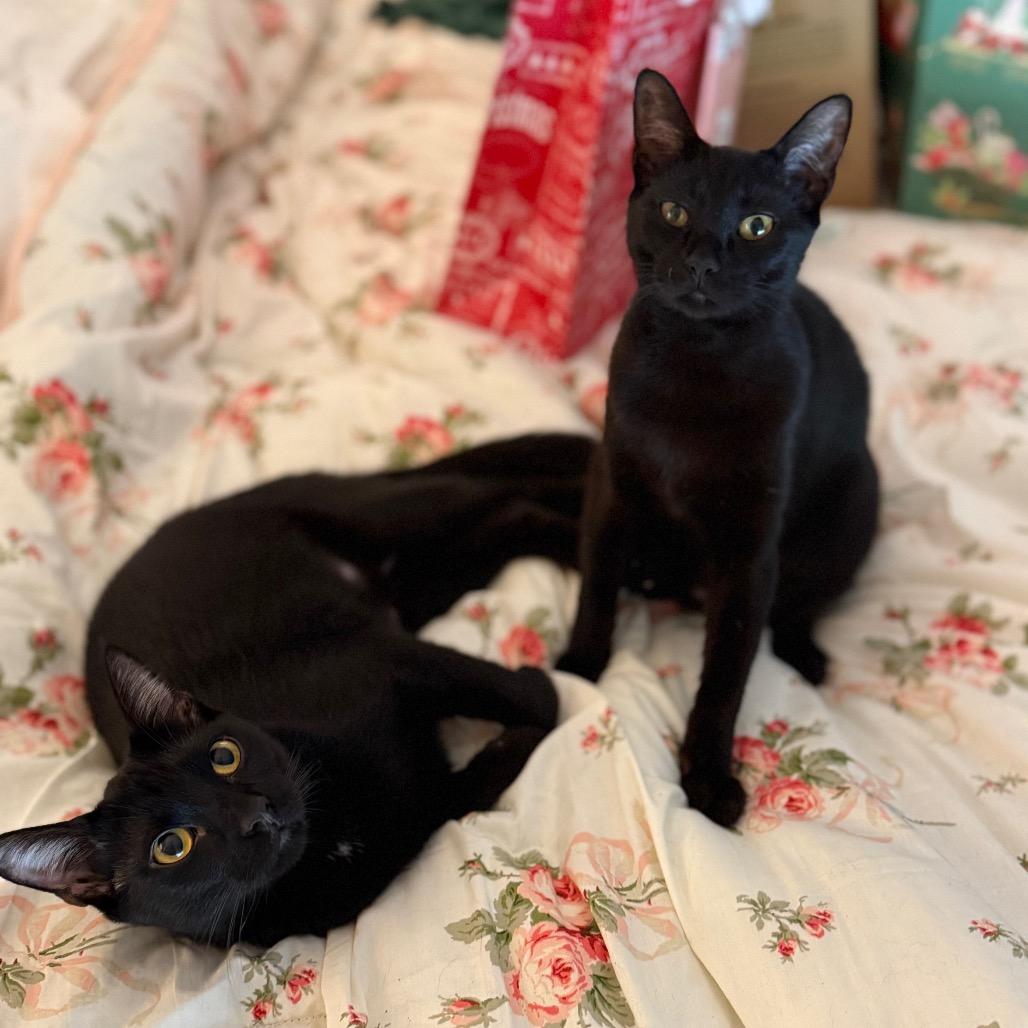 Bonnie, a Adoptable Domestic Short Hair in Port Richey, FL image 1/4