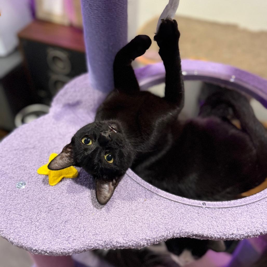 Bonnie, a Adoptable Domestic Short Hair in Port Richey, FL image 2/4