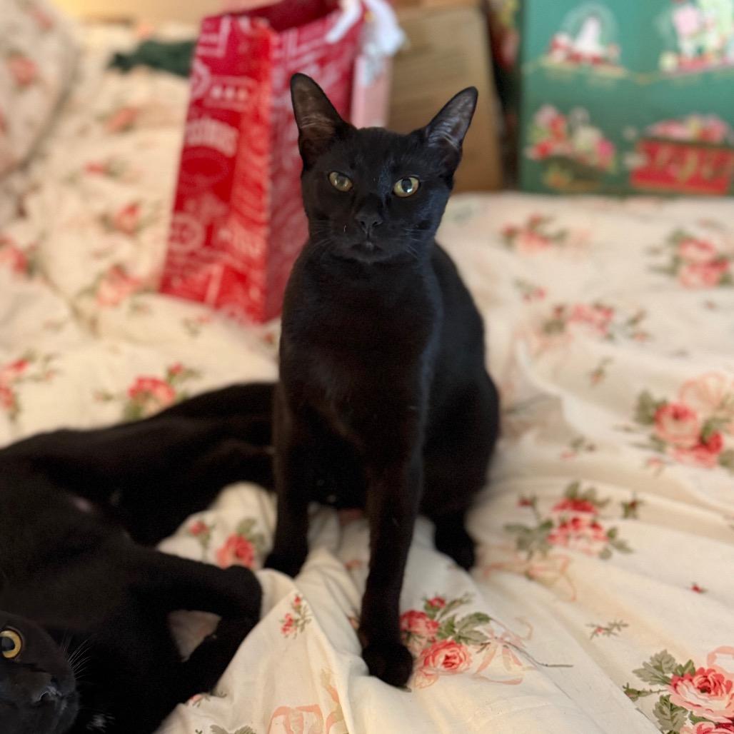 Bonnie, a Adoptable Domestic Short Hair in Port Richey, FL image 3/4