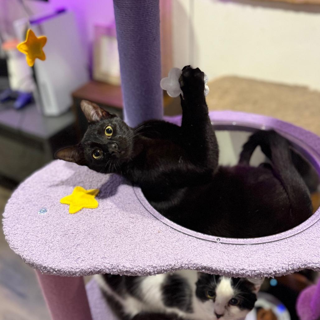 Bonnie, a Adoptable Domestic Short Hair in Port Richey, FL image 4/4