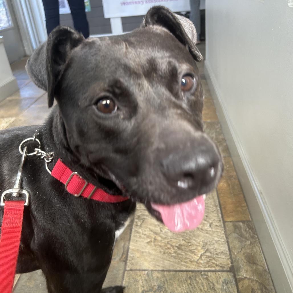 Enlarge Jake, a Adoptable mixed breed in Tuscaloosa, AL image 1/6