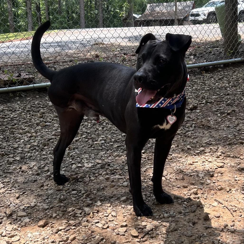Jake, a Adoptable mixed breed in Tuscaloosa, AL image 2/6