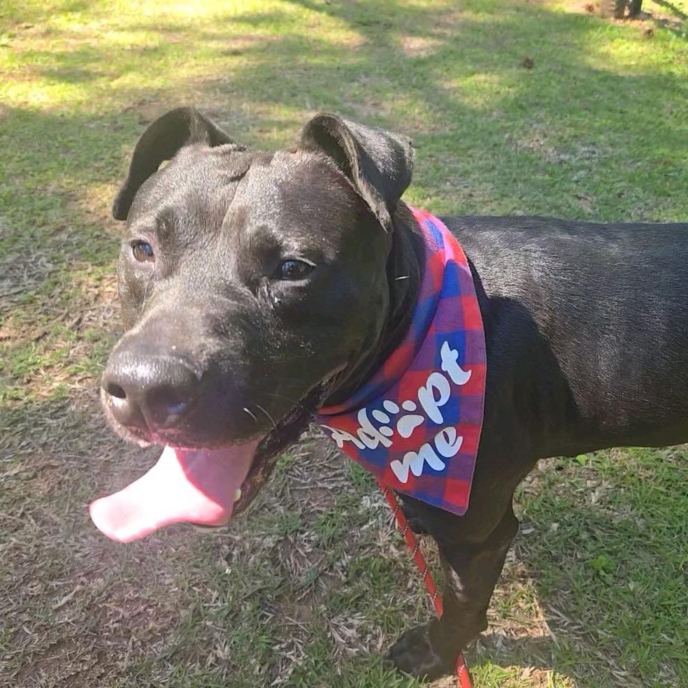 Jake, a Adoptable mixed breed in Tuscaloosa, AL image 2/6