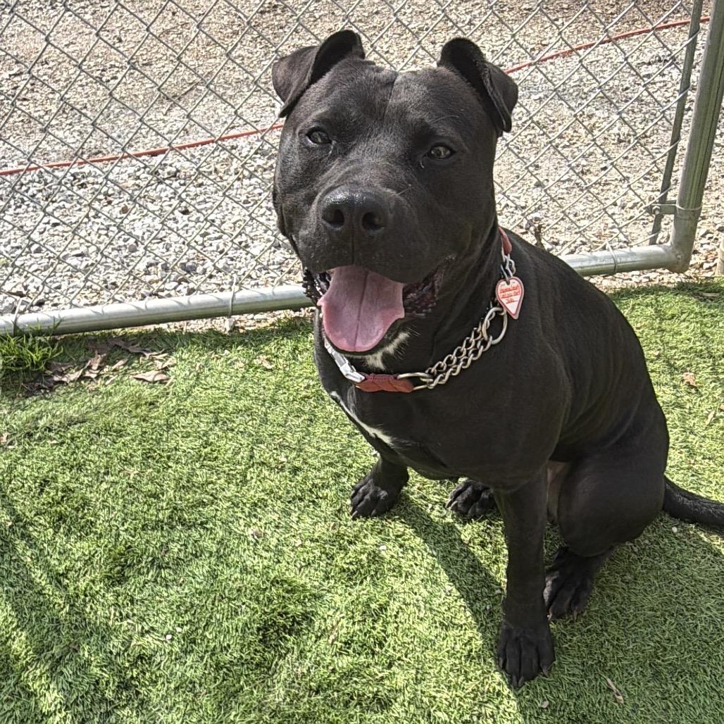 Enlarge Jake, a Adoptable mixed breed in Tuscaloosa, AL image 2/6