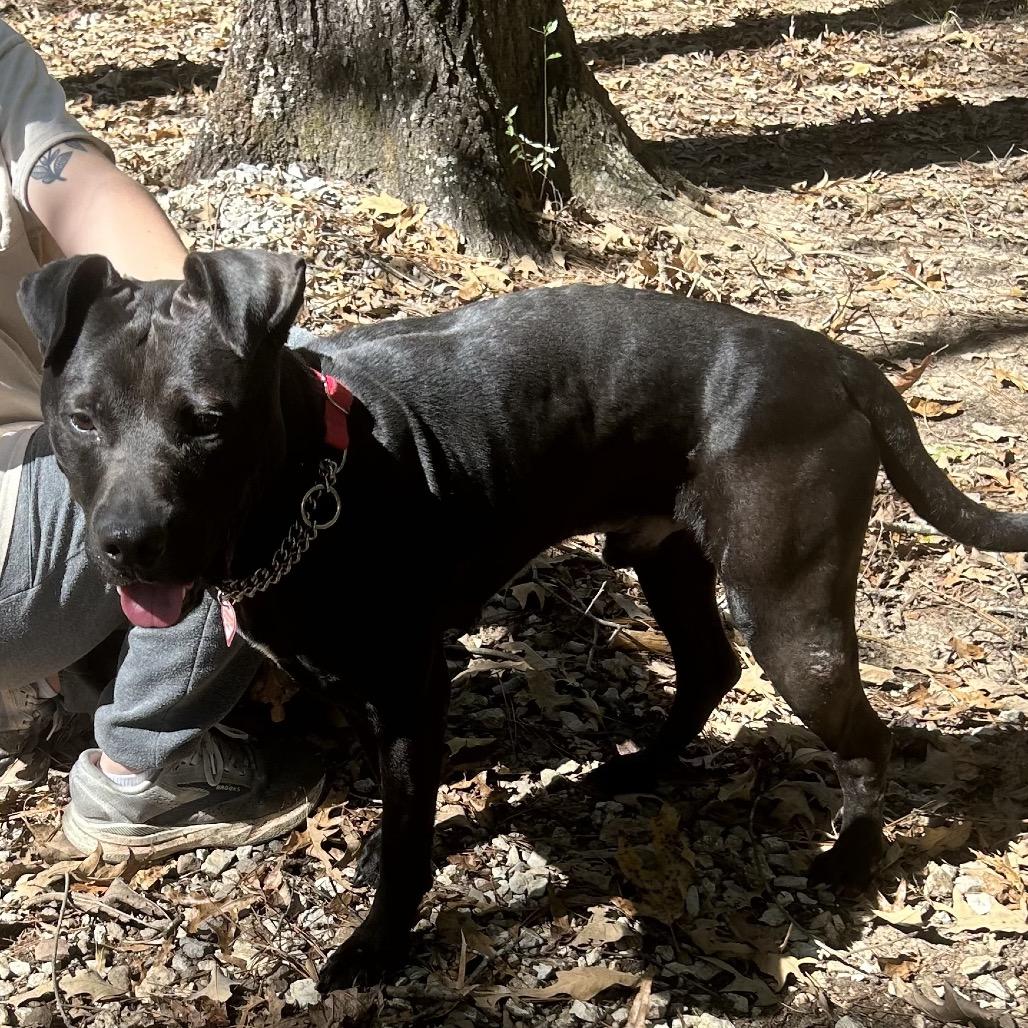 Enlarge Jake, a Adoptable mixed breed in Tuscaloosa, AL image 2/6
