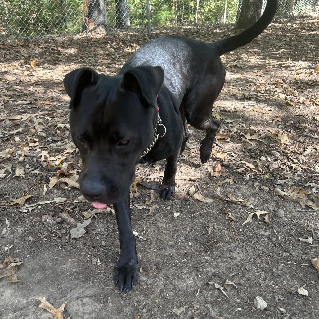 Enlarge Jake, a Adoptable mixed breed in Tuscaloosa, AL image 3/6