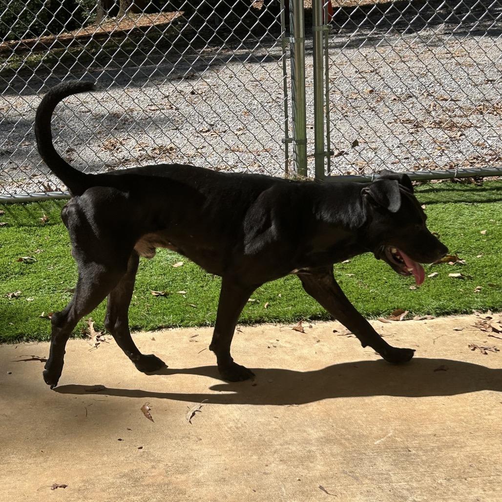 Enlarge Jake, a Adoptable mixed breed in Tuscaloosa, AL image 4/6
