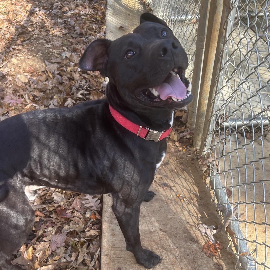 Enlarge Jake, a Adoptable mixed breed in Tuscaloosa, AL image 5/6