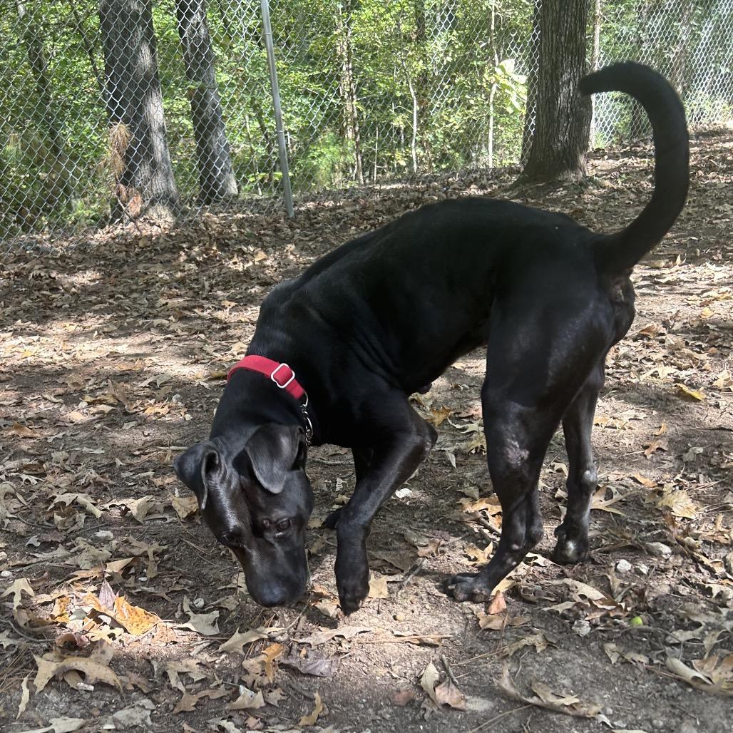 Enlarge Jake, a Adoptable mixed breed in Tuscaloosa, AL image 6/6