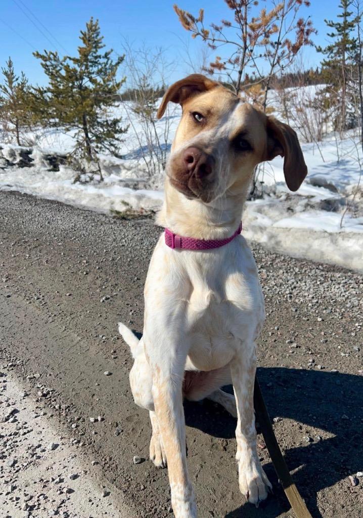 Enlarge Stuka, a Adoptable mixed breed in Yellowknife, NT image 1/3