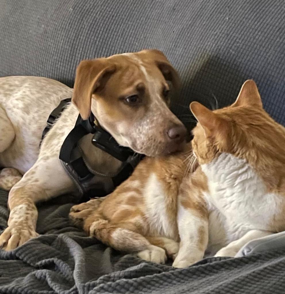 Enlarge Stuka, a Adoptable mixed breed in Yellowknife, NT image 2/3