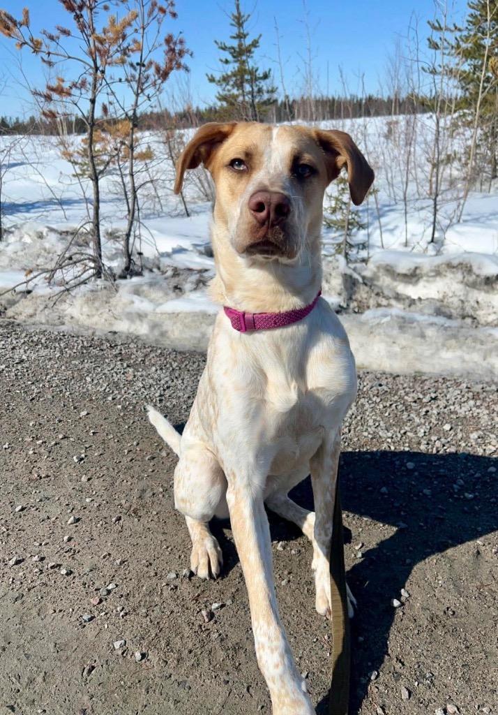 Enlarge Stuka, a Adoptable mixed breed in Yellowknife, NT image 3/3
