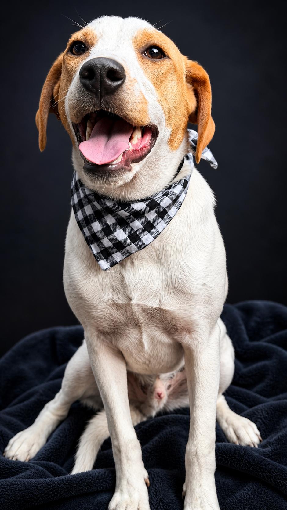 BOLT, a ADOPTABLE mixed breed in Jacksonville, FL image 4/4
