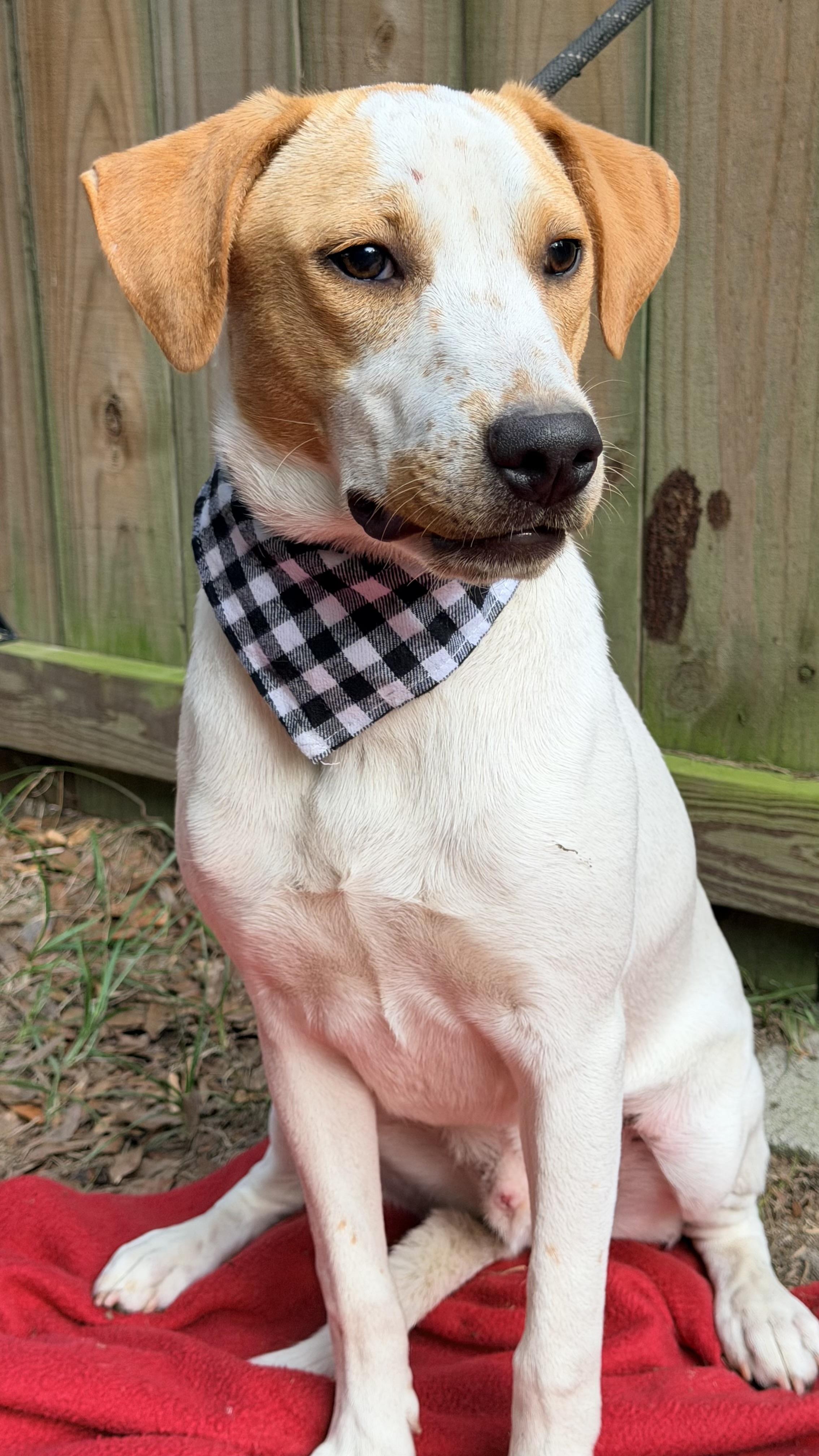 BOLT, a ADOPTABLE mixed breed in Jacksonville, FL image 2/4
