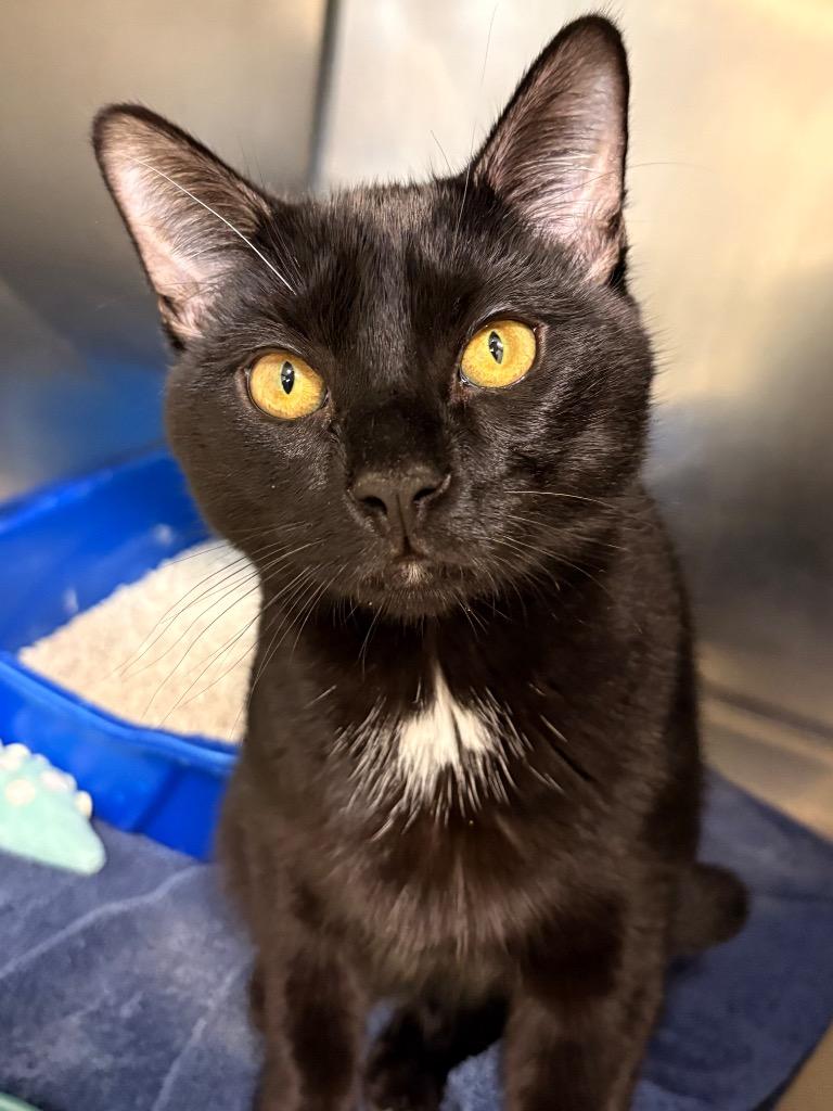 Licorice, Adoptable, Young Male Domestic Short Hair.