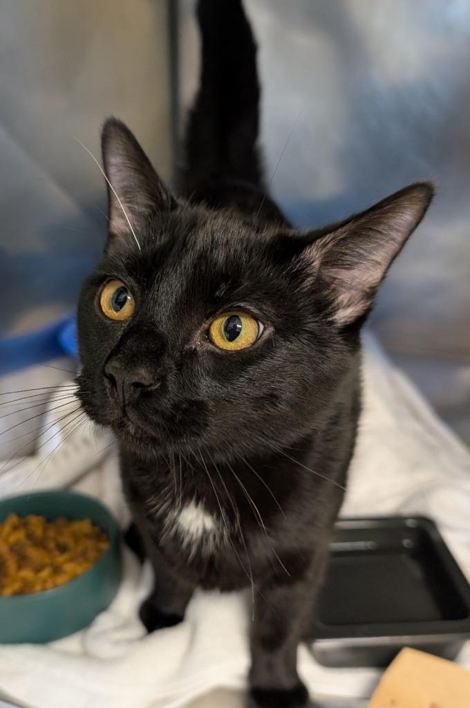 Enlarge Licorice, a Adoptable mixed breed in Fall River, MA image 2/4
