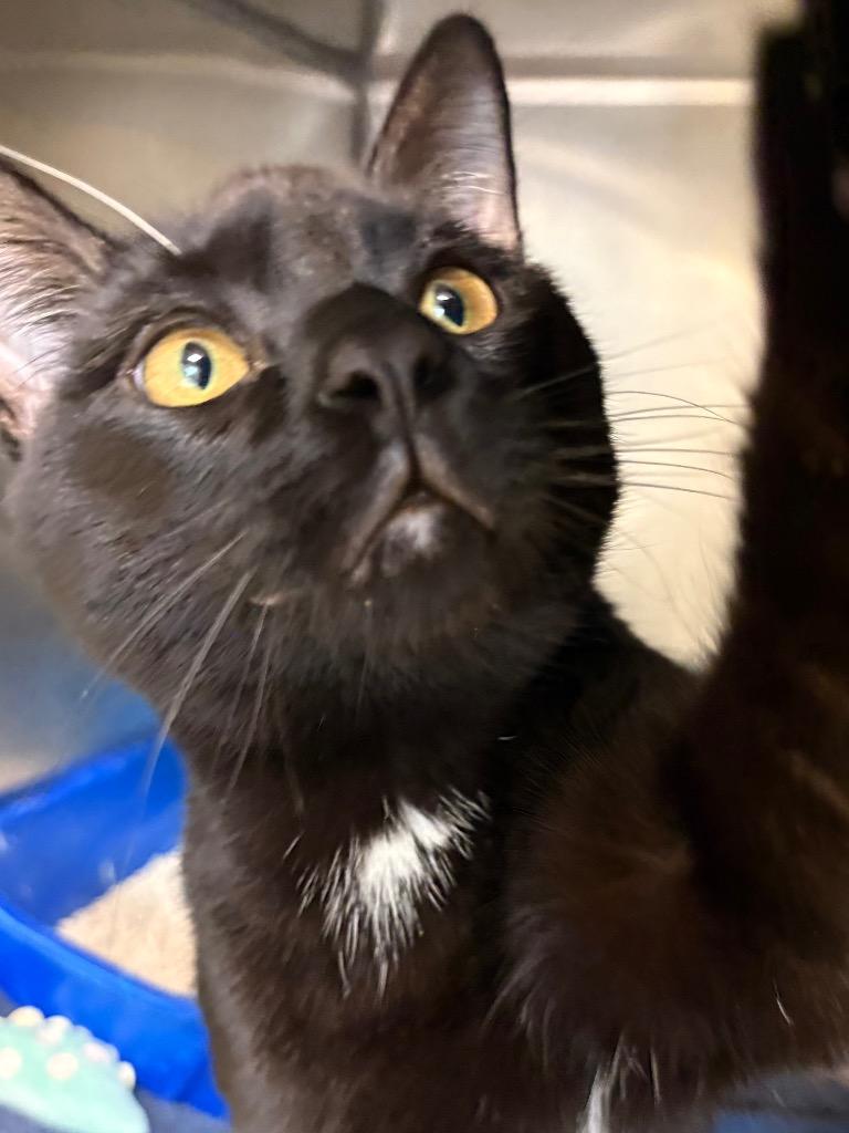 Enlarge Licorice, a Adoptable mixed breed in Fall River, MA image 3/4
